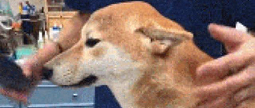 铲屎官带狗狗去绝育，中途进去看了一眼便默默退出来：这下完了，仇结大了！