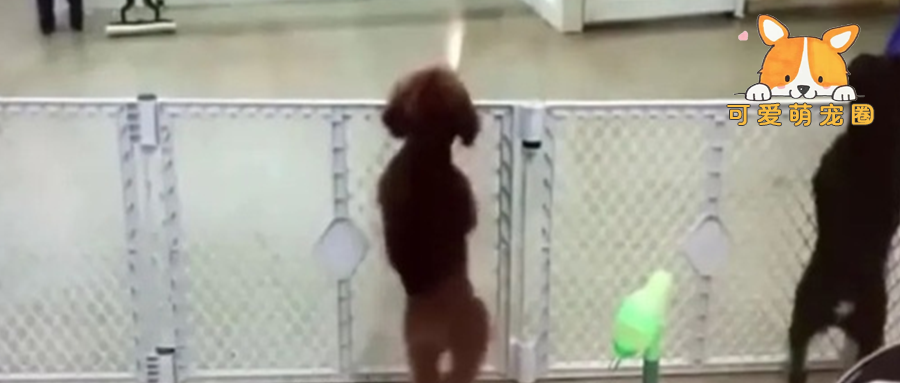 狗狗身子不停的抖动，一上一下，村民怀疑去过蹦迪！