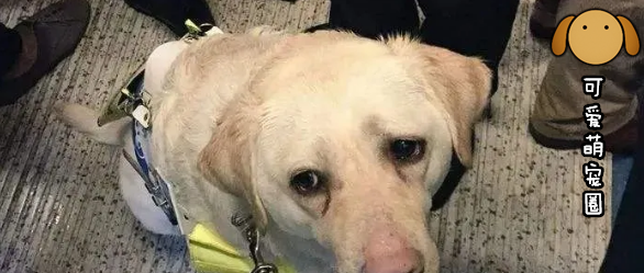 “这只救过无数人性命的导盲犬，又遭到了不公平的对待.........”