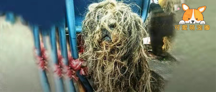 在垃圾桶里捡了坨“烂拖布”，养了几个月后……惊艳了众人!