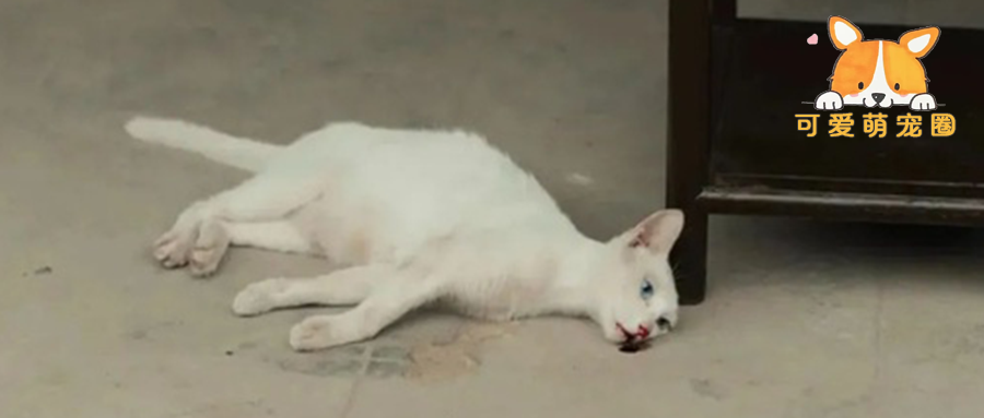 到底谁在撒谎？《当家主母》群演爆料：为了几秒的镜头，把猫毒死了！