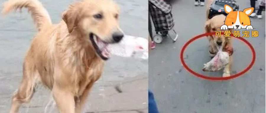 金毛带100块上街买卤肉，看到它脚链，路人不淡定了：家里有矿