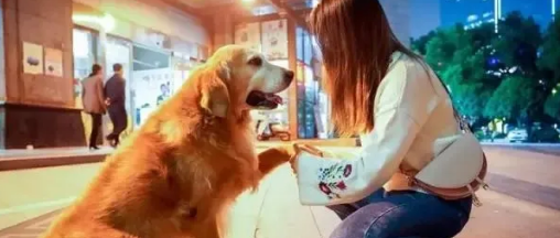 轰动全国的搜救犬图图退役成小区明星，主人：现在天天拆家都嫌少