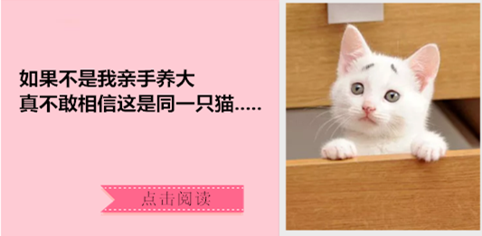 怎么办?我家猫是个嘤嘤怪!网友:别说了,我已经开始自责了-微信头条网 怎么办?我家猫是个嘤嘤怪!网友:别说了,我已经开始自责了