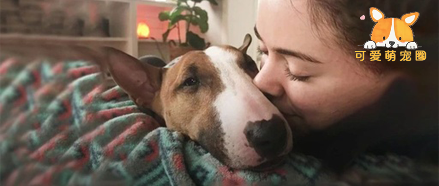 百万粉丝网红将养了9年的狗狗安乐死，得知原因后全网震怒了...