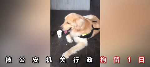 金毛冒充「警犬」騙吃騙喝，售貨機都快吃空了，警察叔叔：有點崩潰 寵物 第4張