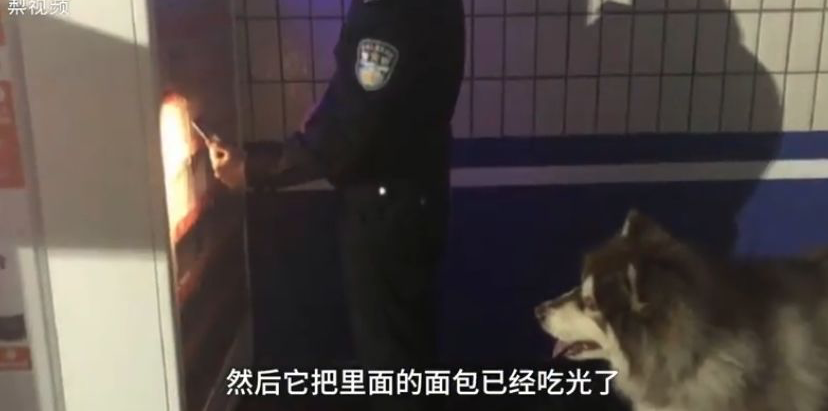 金毛冒充「警犬」騙吃騙喝，售貨機都快吃空了，警察叔叔：有點崩潰 寵物 第7張