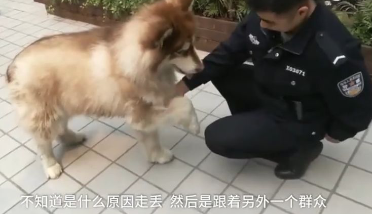 金毛冒充「警犬」騙吃騙喝，售貨機都快吃空了，警察叔叔：有點崩潰 寵物 第6張