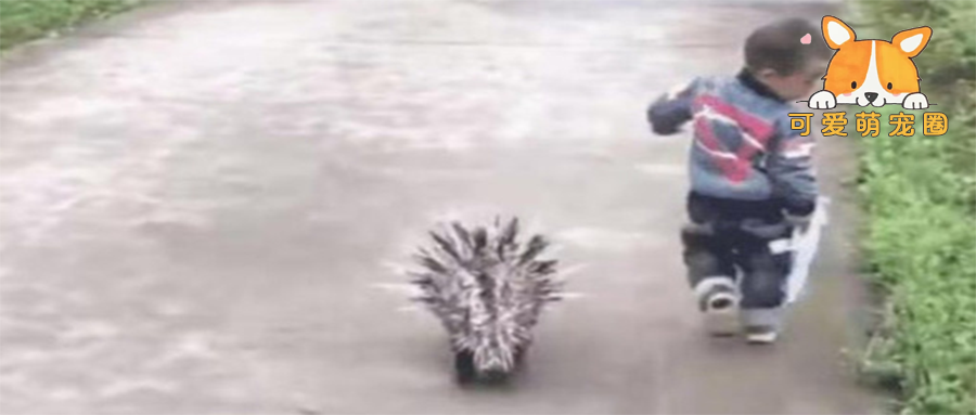 “最牛小孩”红了，带着“神兽”去上学，网友：惹不起呀！