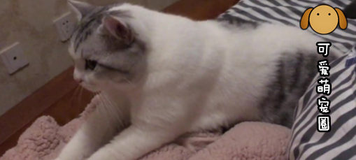 “我家的猫很暴躁，但它却给了我最特别的爱”