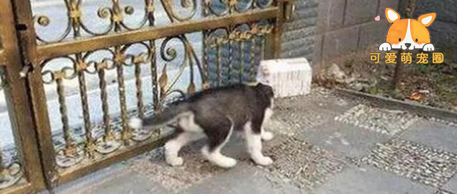 派二哈出门取快递，一个小时都不见回来，主人下楼一看笑得扶墙！