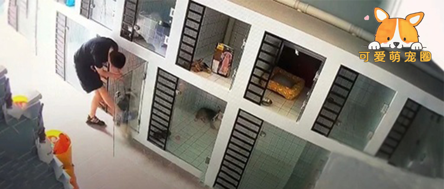 爱犬寄养宠物店6天后离奇死亡，一查监控竟发现惊人内幕！