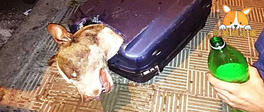 狗狗被人强行封进行李箱，当大爷撬开行李时，瞬间瞪大双眼！