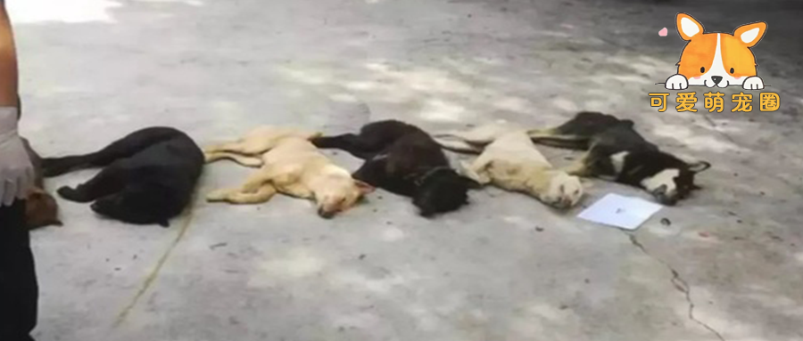 在农村，狗贩子为何收购十年以上的老狗？​知道用途后，你也不会卖！