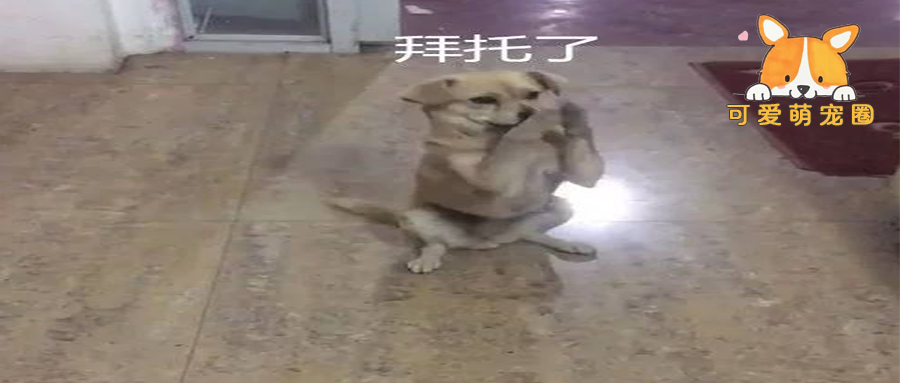 流浪狗疯狂作揖讨要食物，网友喂了它以后发现，狗狗竟然流泪了……