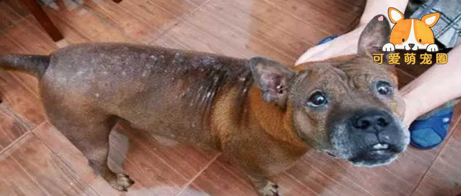 狗狗忍痛被烟头烫身，也要向人讨口肉吃，得知原因让人泪目......