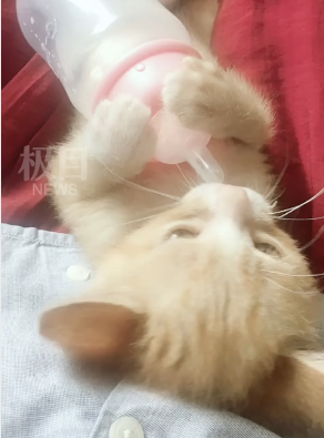 “在雷神山医院捡到一只小奶橘，一年后…全网笑惨！”
