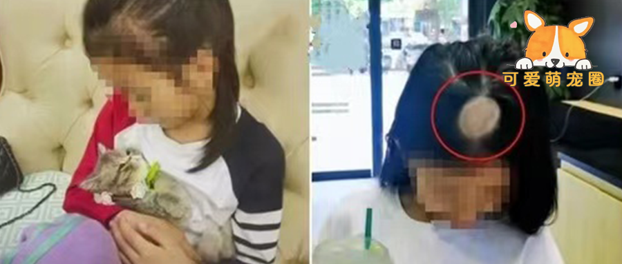 带猫回家才几天，女儿头顶“秃”了!妈妈奔溃：做这事千万慎重!