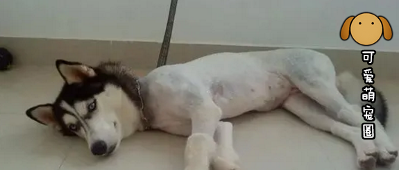 没有一只狗子能笑着从“美容店”走出来.......不接受反驳！