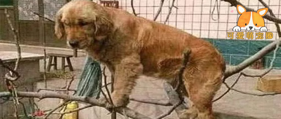 一起长大的公鸡不在了，金毛吃了碗鸡骨头，后来的举动让人泪目