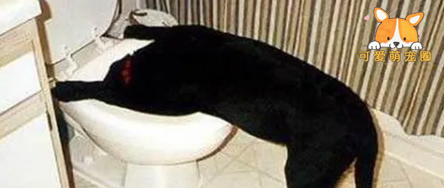 “别去劝一只执意要吃屎的狗.........”