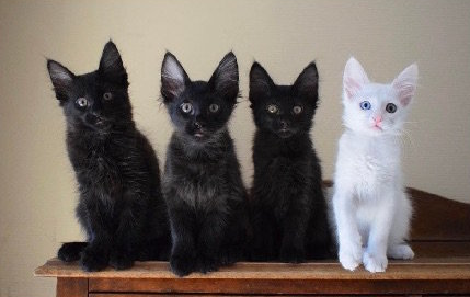 “一到晚上，这只狗子突然就没有了头........”