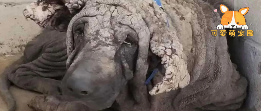 路边捡了块“大石头”，后来居然变成了帅气大狗狗！