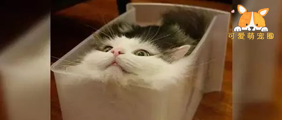 蓝猫被做成“猫皮”，主人看了瞬间崩溃，事实证明猫确实是液体的