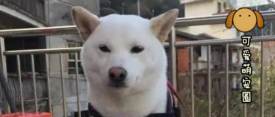 当一只狗狗有洁癖之后........哈哈哈哈，头都要笑掉了！