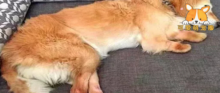 金毛被狠心主人打断四肢，遗弃路边等死，男子出手相救暖心落泪！