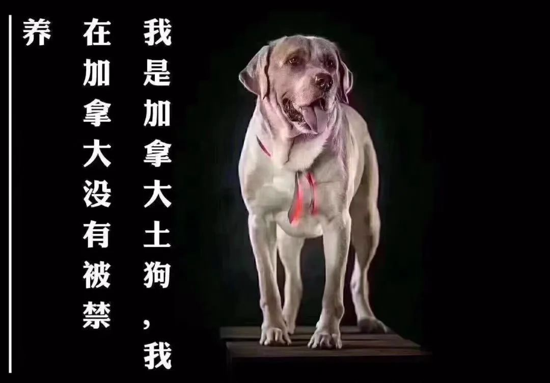 「中華田園犬：我們還是朋友嗎？」 寵物 第5張