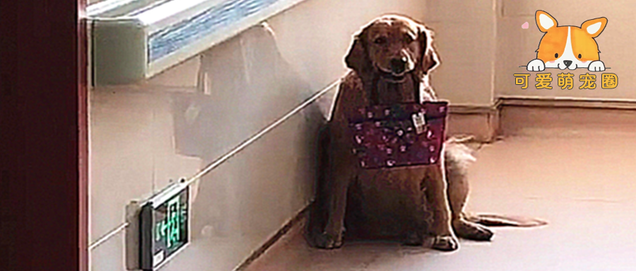 主人得了癌症，狗狗去医院探望，嘴里叼着的东西让人泪目.........