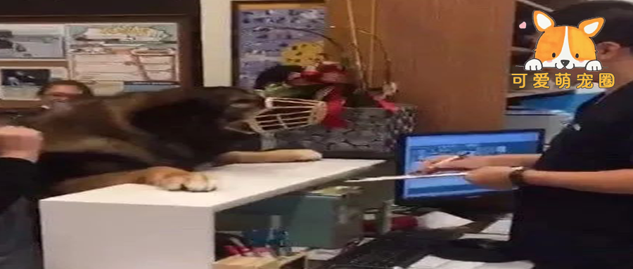 200斤大狗打完预防针气不过，还跑去找医生吵架：你丫扎疼我了！