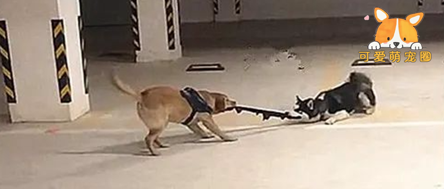 女子看到两只狗在撕扯东西，好奇走近一看，顿时害羞得脸红耳赤！