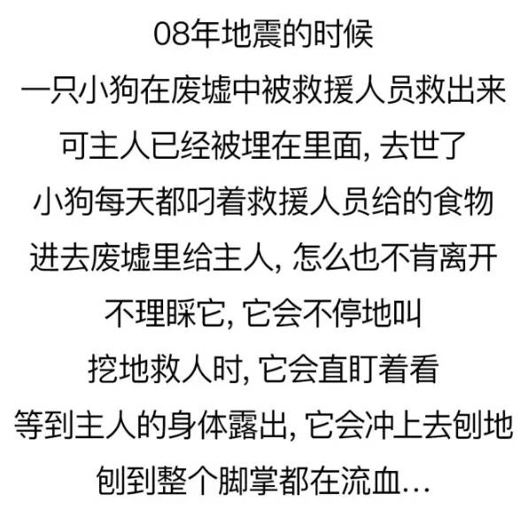 養一只很愛你的狗狗是種怎樣的體驗？ 未分類 第17張