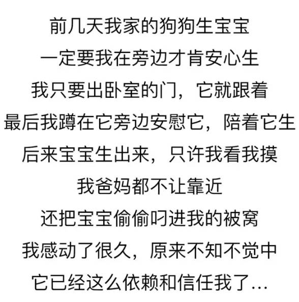 養一只很愛你的狗狗是種怎樣的體驗？ 寵物 第13張