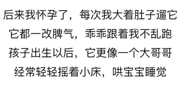 養一只很愛你的狗狗是種怎樣的體驗？ 未分類 第7張