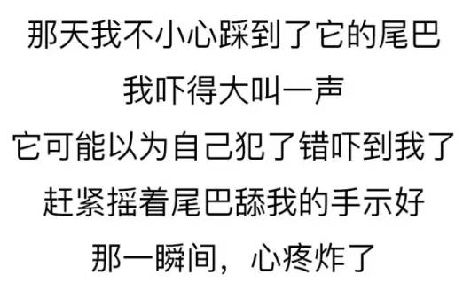 養一只很愛你的狗狗是種怎樣的體驗？ 寵物 第9張