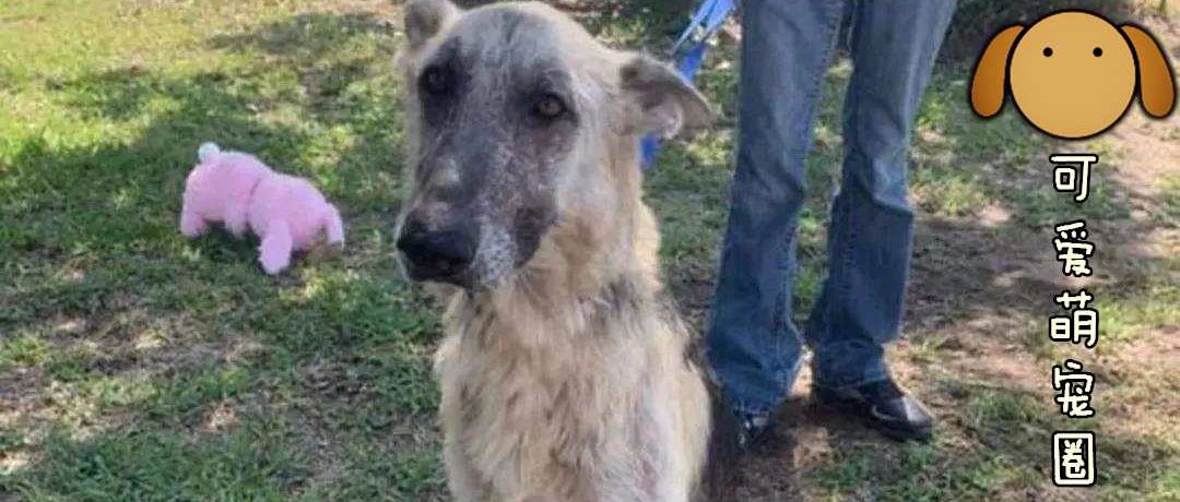 流浪德牧每天叼着碗，以为它没吃饱，可真相让所有人潸然泪下.......