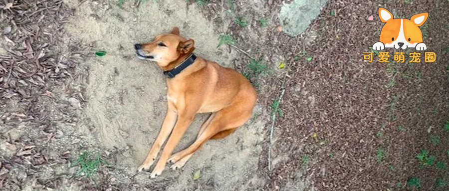 长期喂养的流浪狗，神秘失踪一年后…竟然开了一家店！