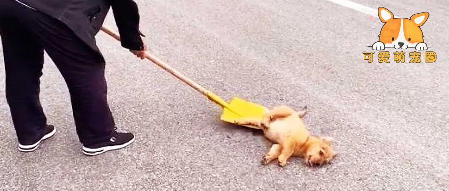 为什么说狗狗死后千万不能埋？原来并非迷信，是有科学依据的