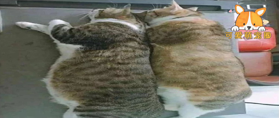 “把猫送去奶奶家，10天后…我吓哭了！！”