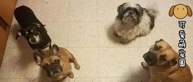 男子停车去上洗手间，回来发现副驾驶竟然多了一只狗狗.......