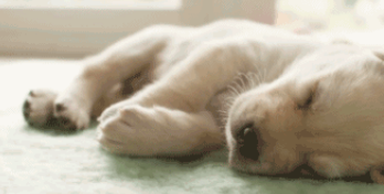 “买狗才花三千，生病治疗却要一万？算了，不治了"