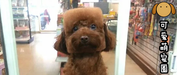 “这是我见过发型最搞笑的狗子........哈哈哈哈哈哈！”