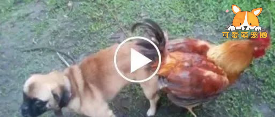 鸡狗掐架，净出一些下三滥的手段，场面让人哭笑不得