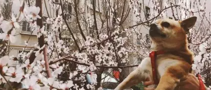 “这些狗狗的名字我能笑一年，一点也不夸张.........”