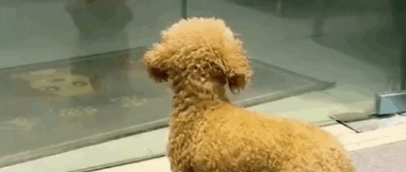 捡到一只狗，想尽办法帮它找到了主人，但是狗狗却不愿回去了.......