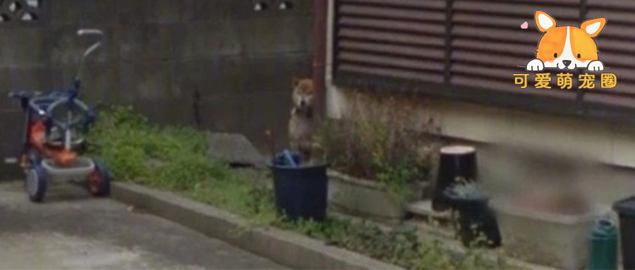 “我家狗狗去世六年后，竟然又在这儿出现了”不少网友们也纷纷前去寻找…