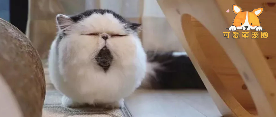 猫咪长得像“猫头鹰”，被弃在医院，如今却因外貌独特走红！